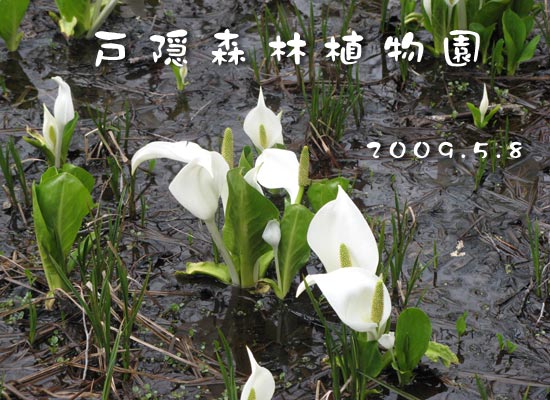 写真1