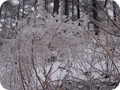 細い木が凍ってます