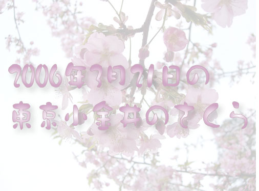 桜の写真