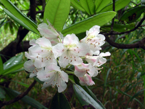 白山シャクナゲ