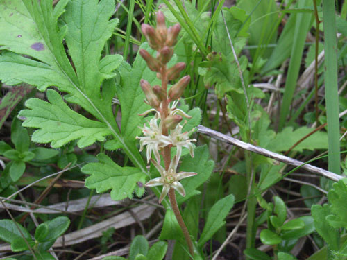 ネバリノギラン