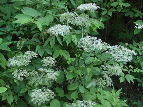 シラネセンキュウ