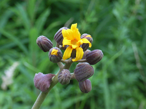 マルバダケブキ