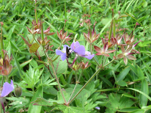 グンナイフウロ