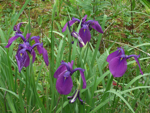 ノハナショウブ