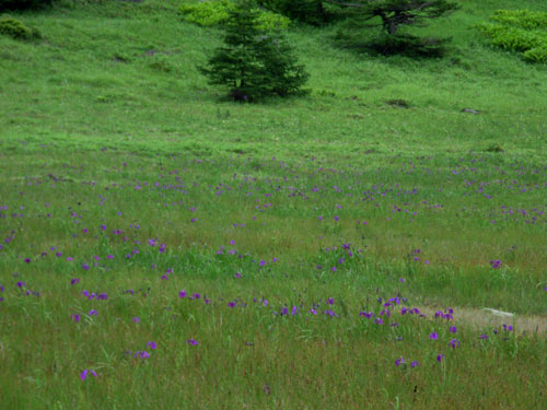 ノハナショウブの咲く湿原
